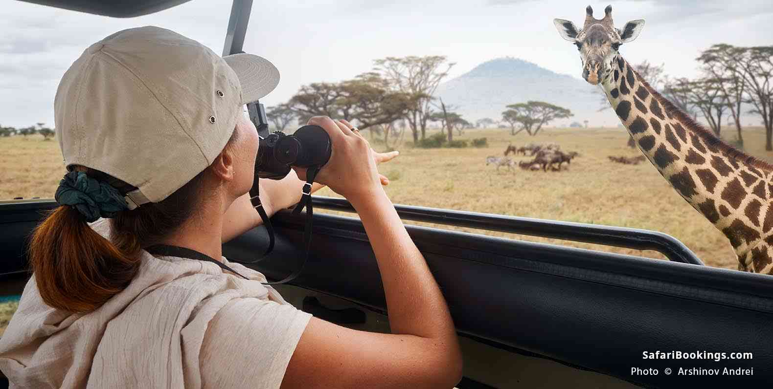 Woman on safari watching a giraffe at Serengeti NP