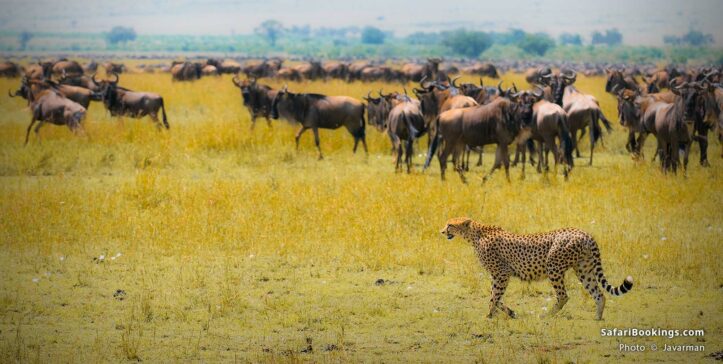 Cheetah hunting at Masai Mara National Reserve