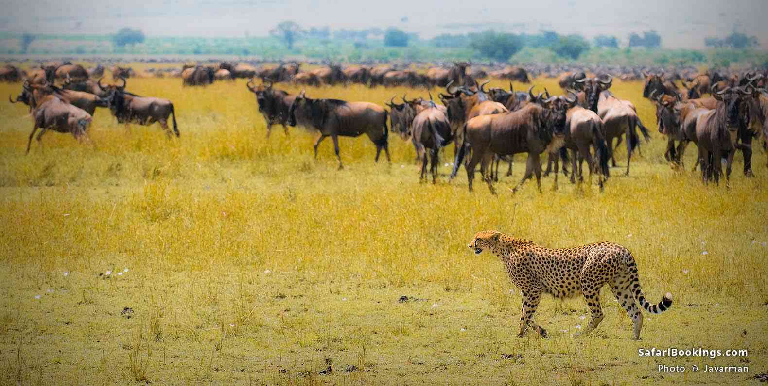 Cheetah hunting at Masai Mara NR