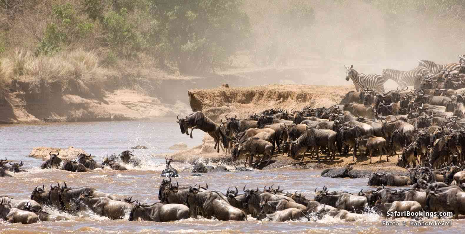 Wildebeest and zebra crossing the mara river during the great migration