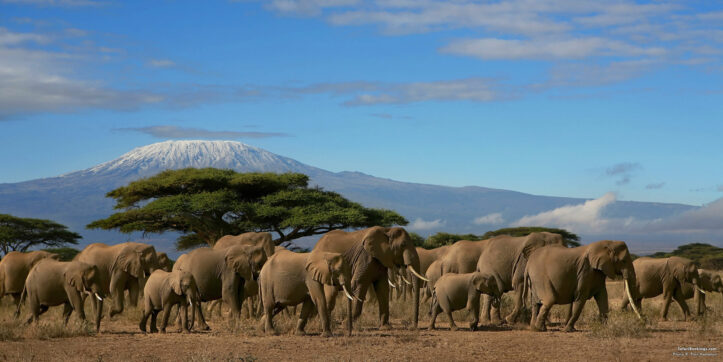 The Best East African Safari Tours