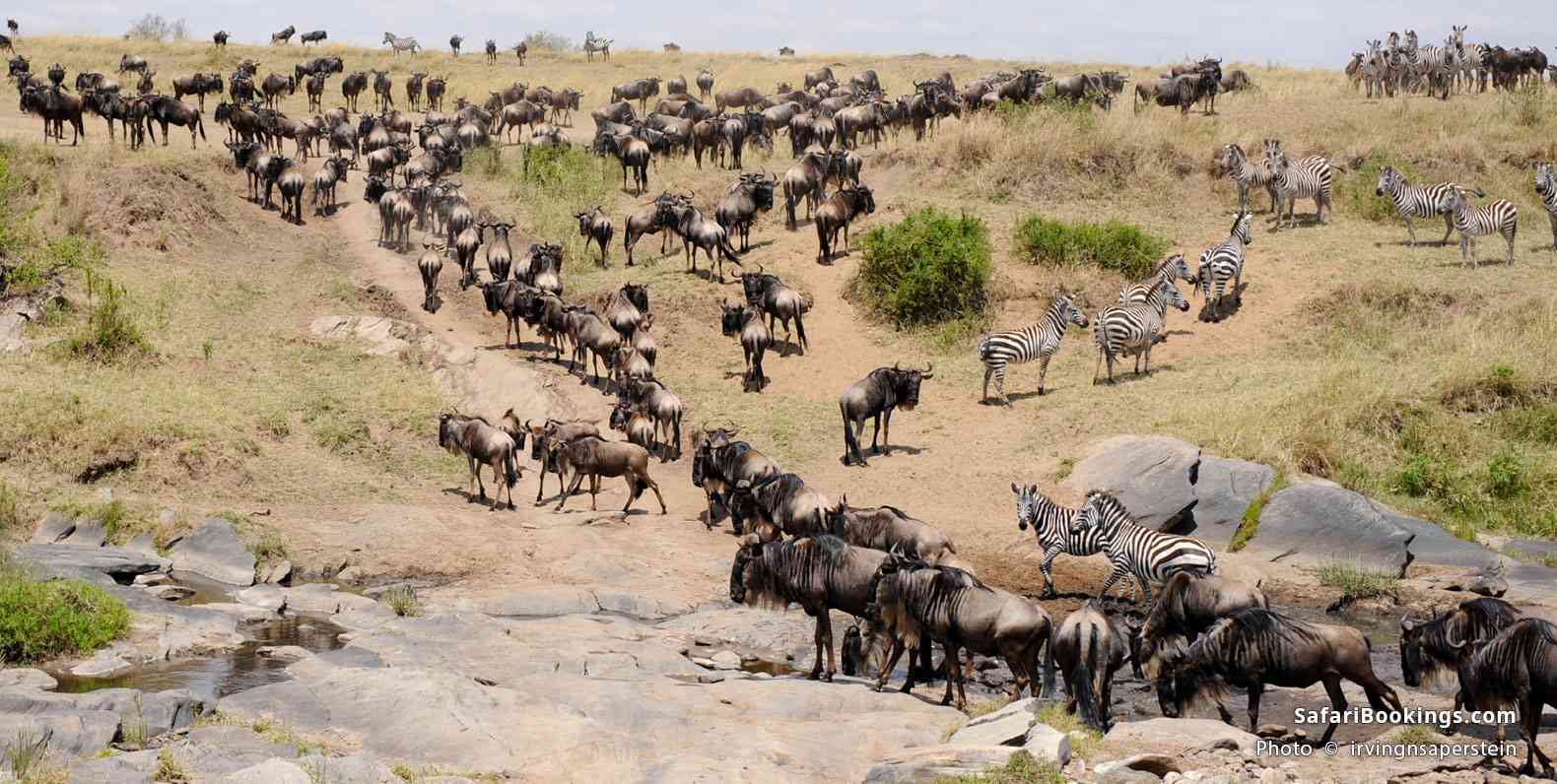 Great Migration of the Wildebeest, heading out looking for water