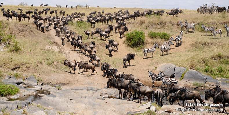 Great Migration of the Wildebeest, heading out looking for water