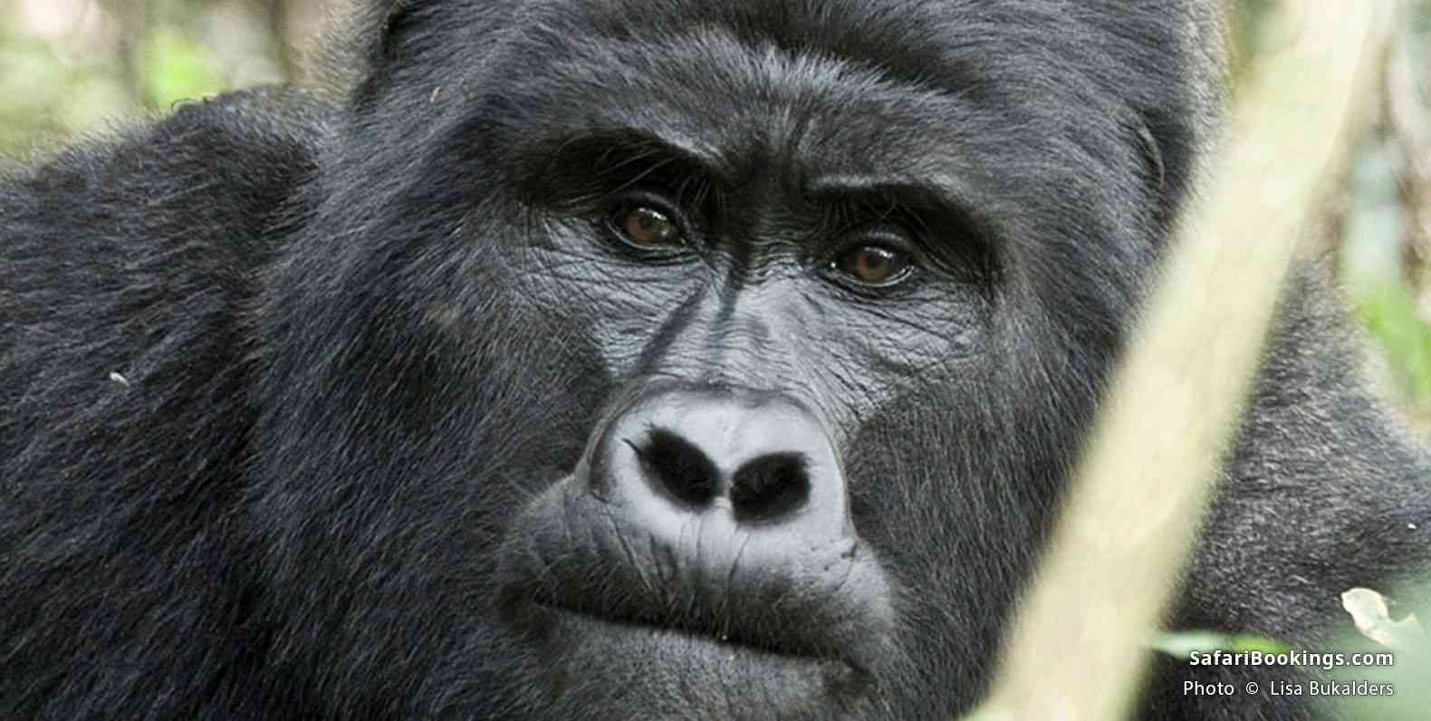 Silverback mountain gorilla