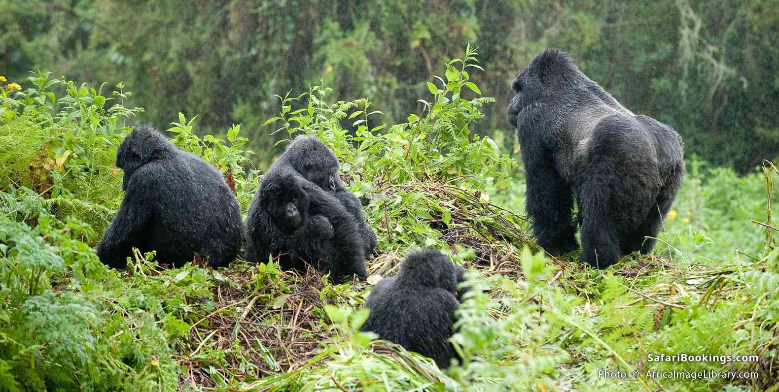 Mountain gorilla family with silverback