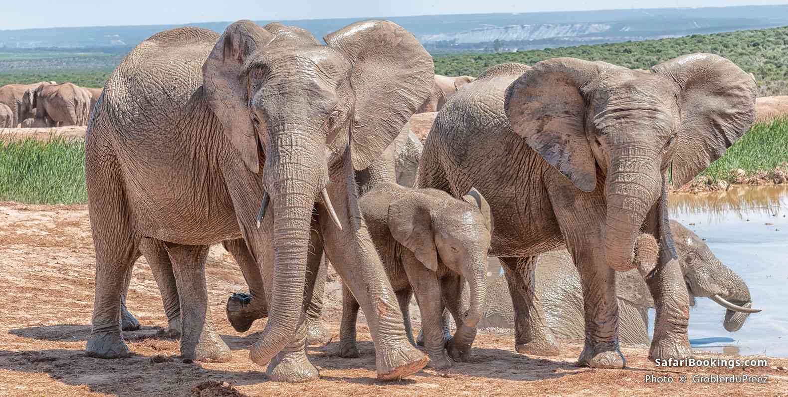 Elephants at a waterhole