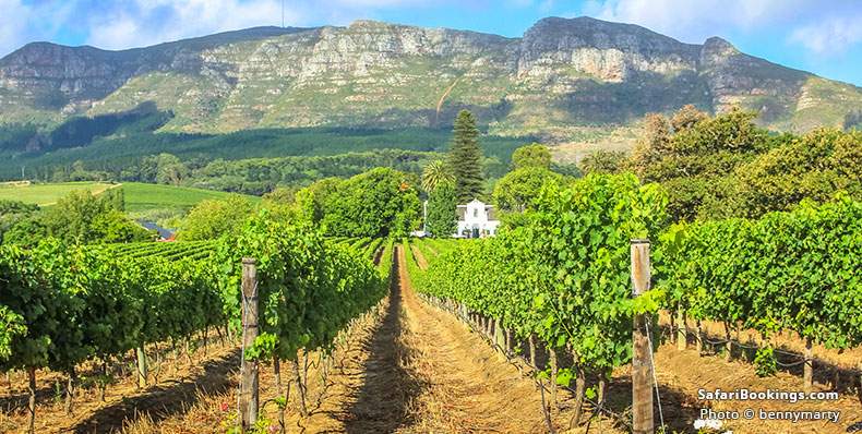 Stellenbosch wine region with Thelema Mountain