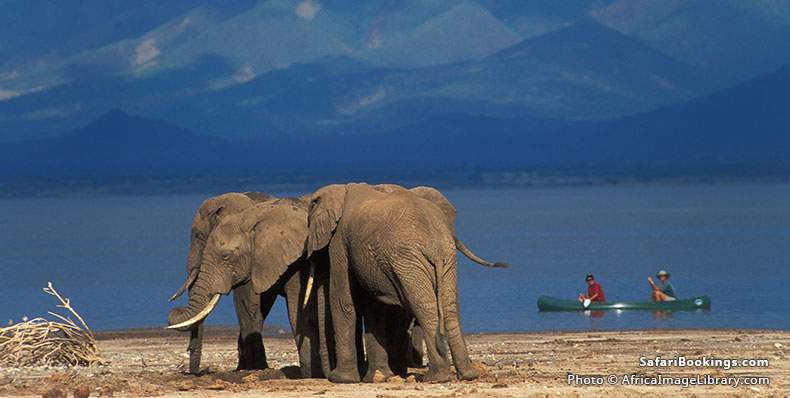 Tourists canoeing past some elephants on Lake Manyara