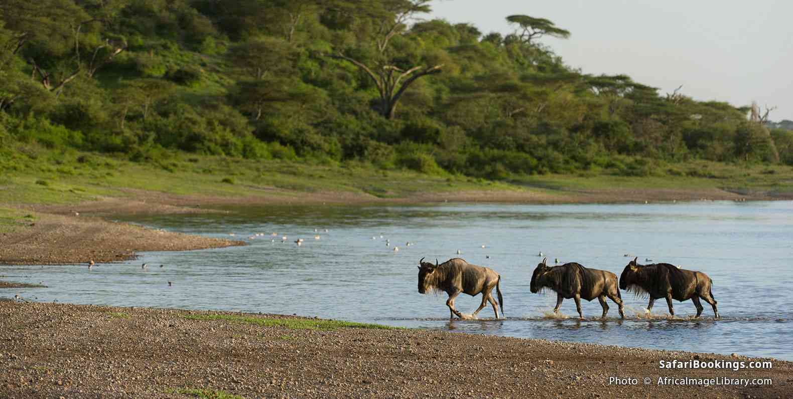 Blue wildebeest crossing Lake Ndutu