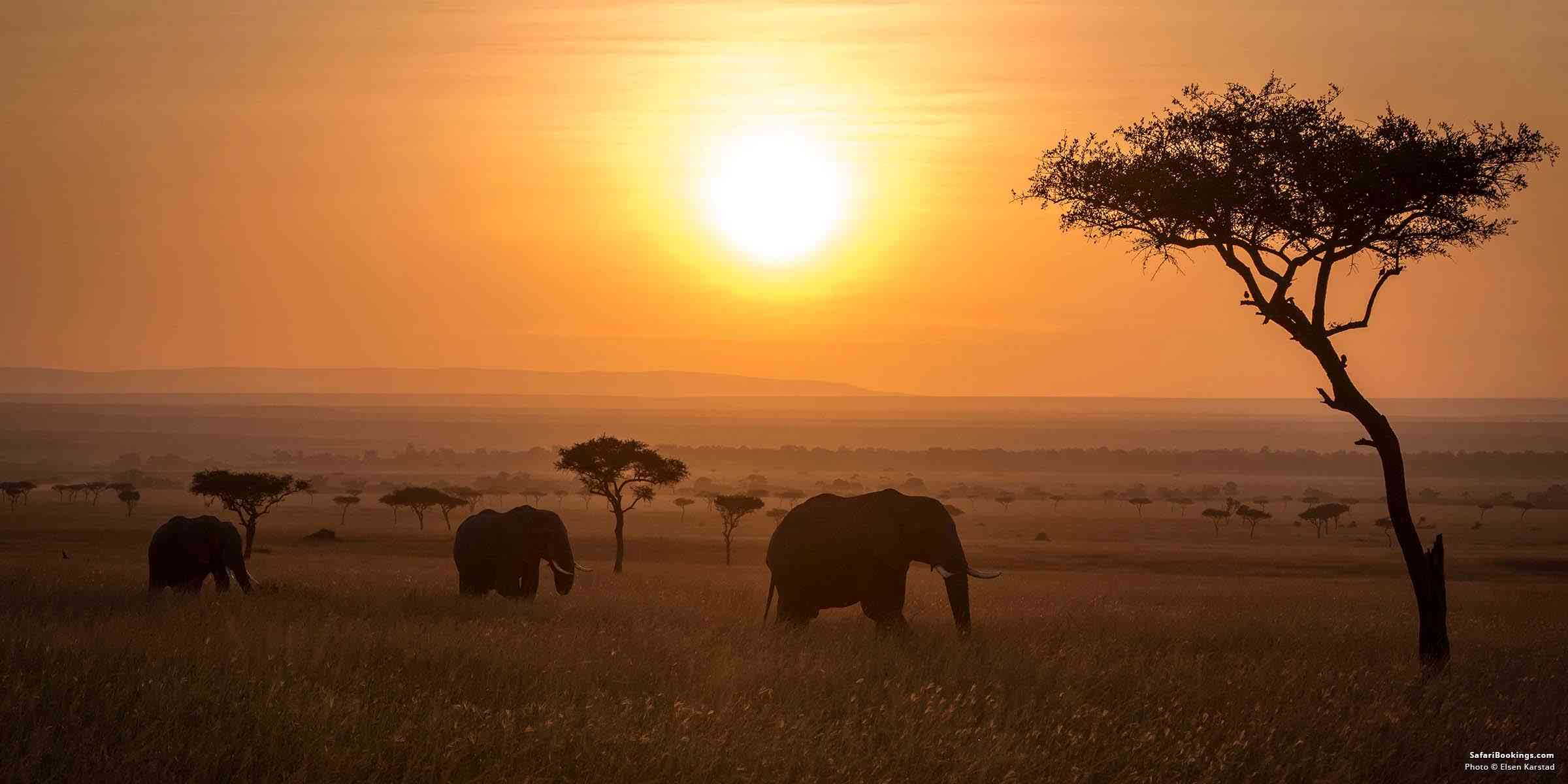 safari kenya vs tanzania
