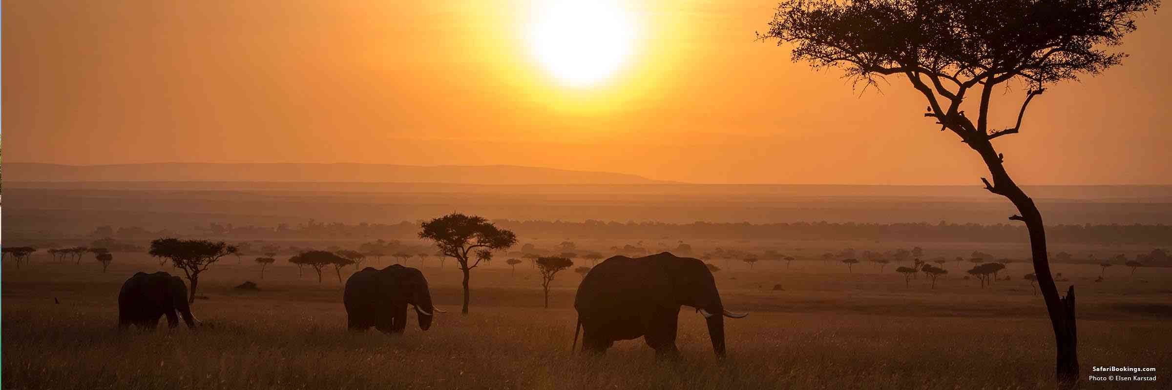 Kenya Vs Tanzania Which Is Better For An African Safari Safaribookings