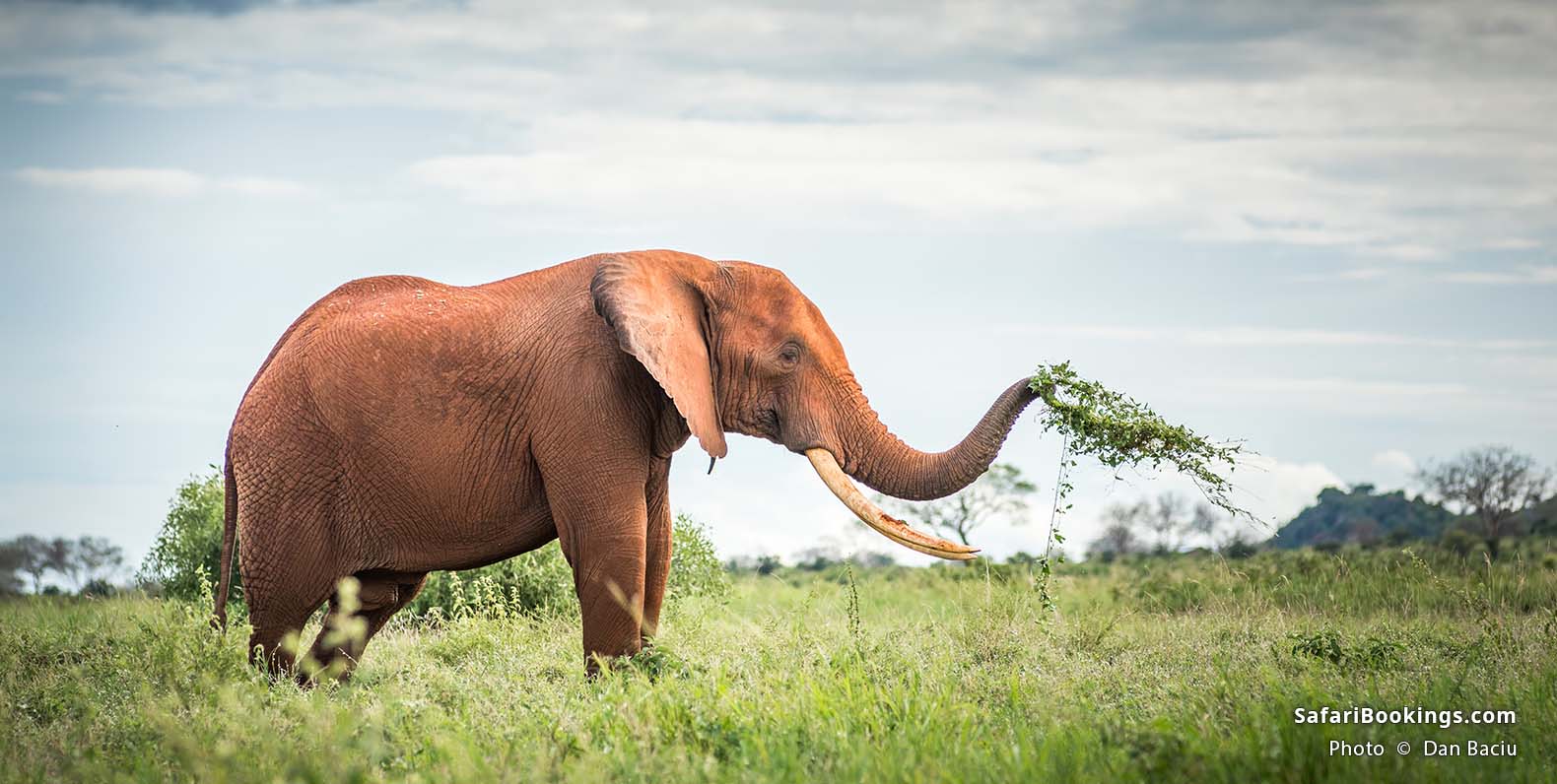 Elephant feeding at Tsavo East National Park