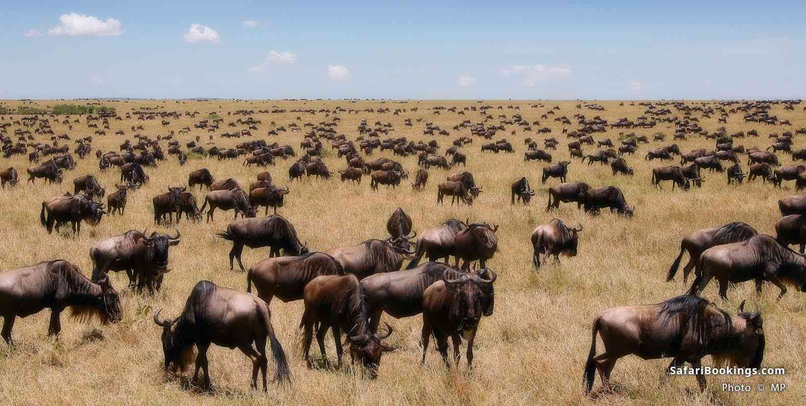 Thousands of wildebeest grazing at Masai Mara Game Reserve