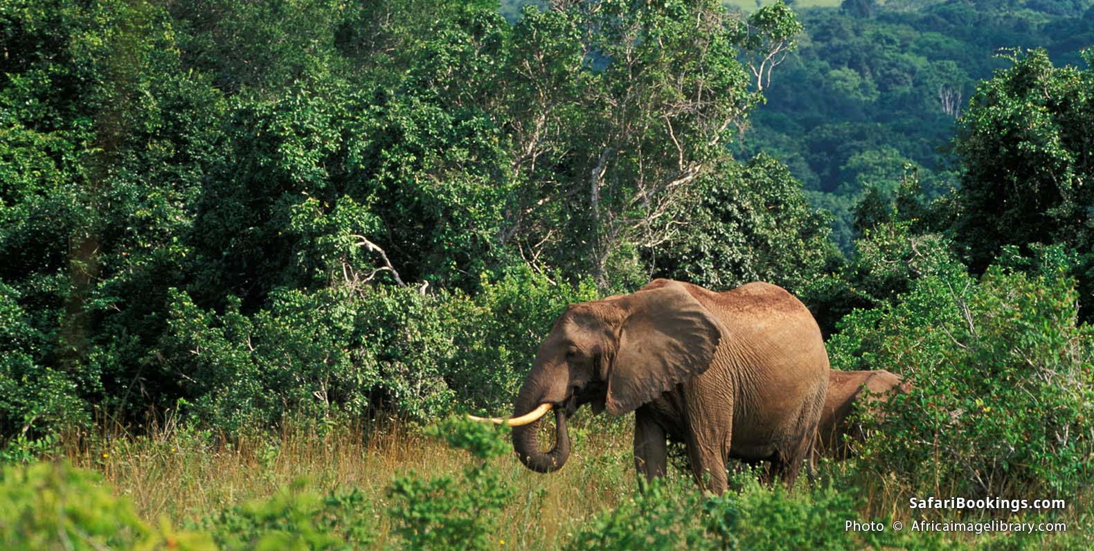 African elephants eating at Shimba Hills National Reserve