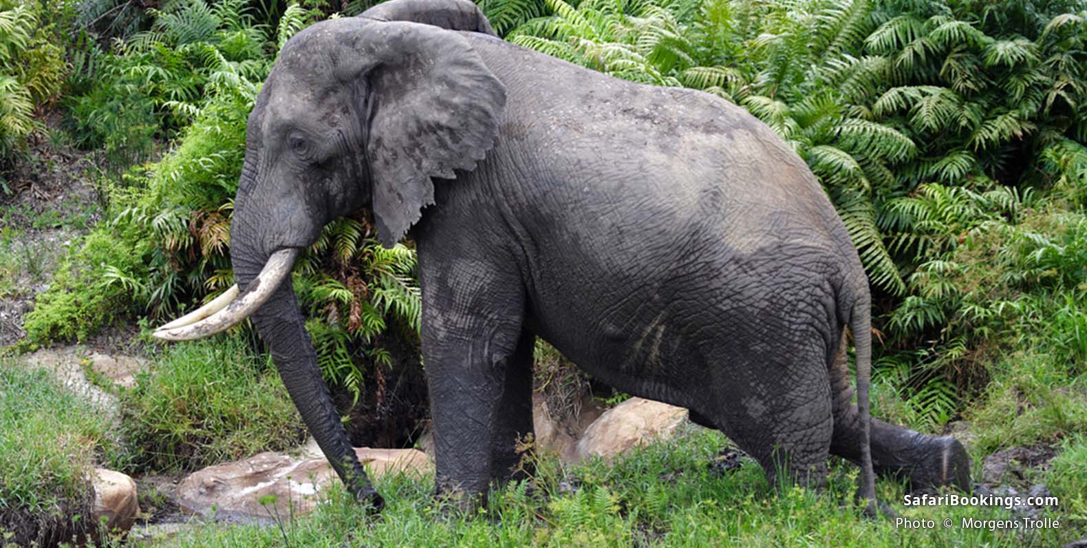 Large-tusked elephant