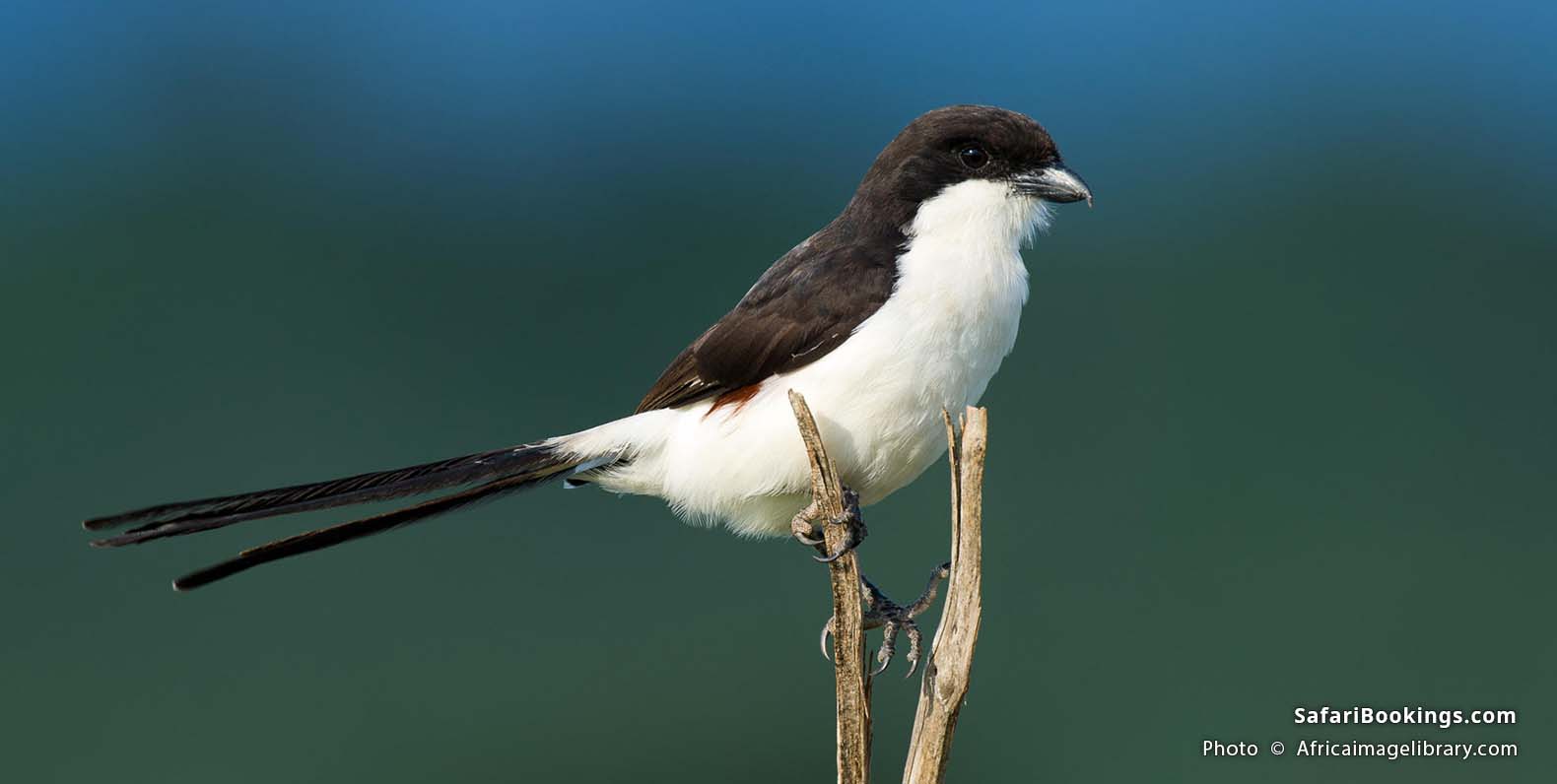 Long tailed fiscal at Taita Hills Wildlife Sanctuary