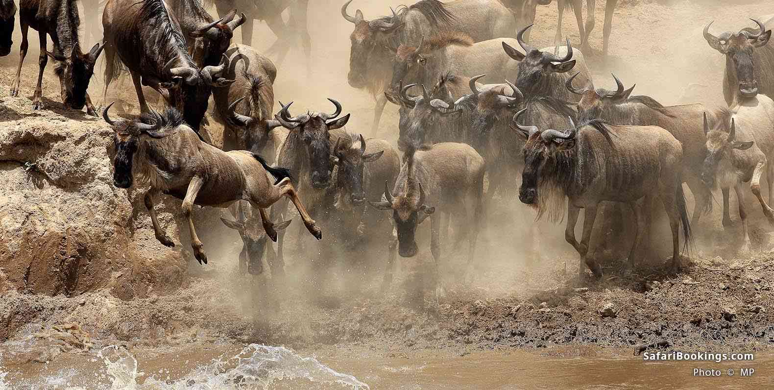 Wildebeest migrating across the river at Masai Mara Game Reserve