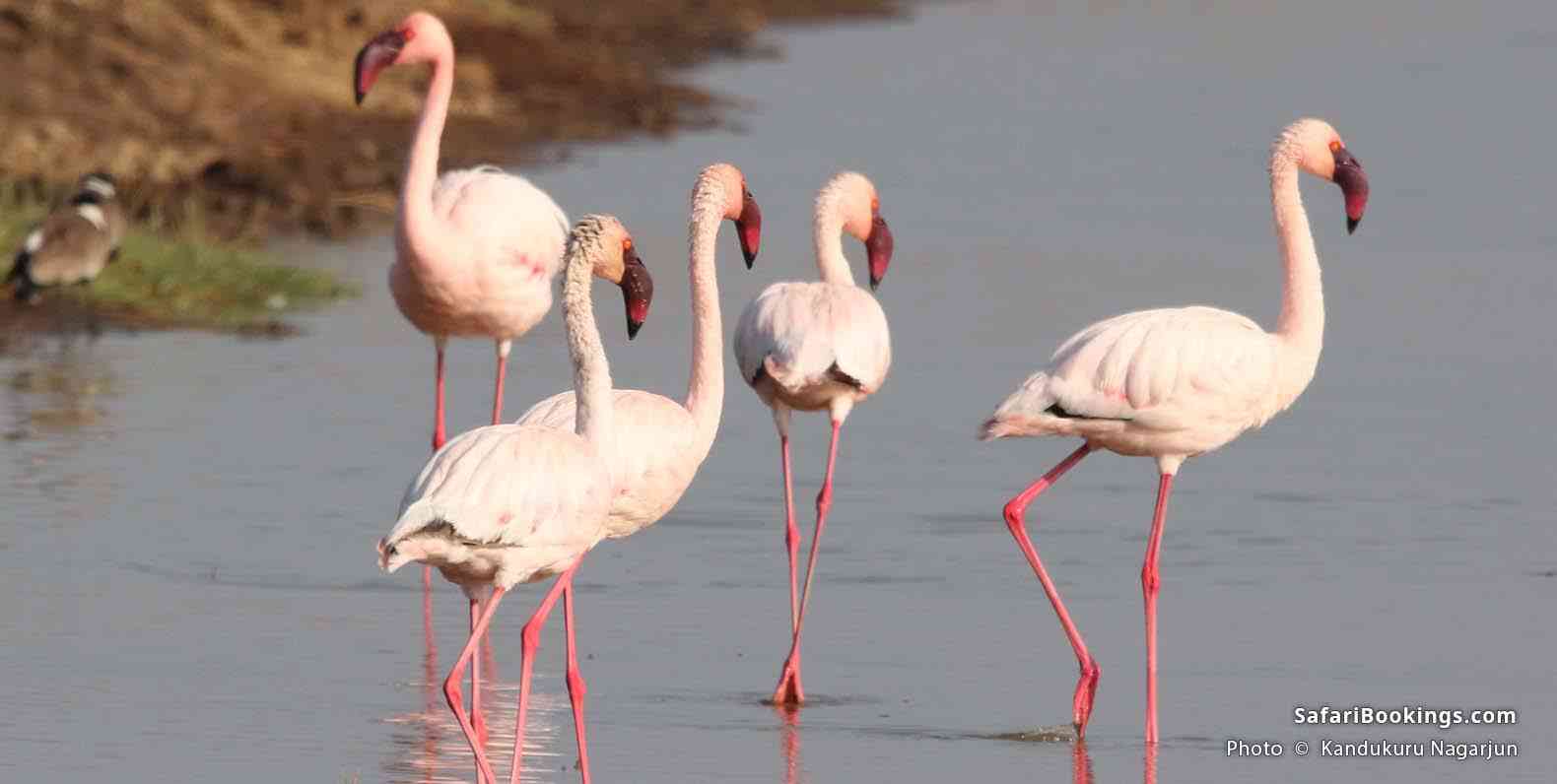 Pink flamingos at Lake Nakuru