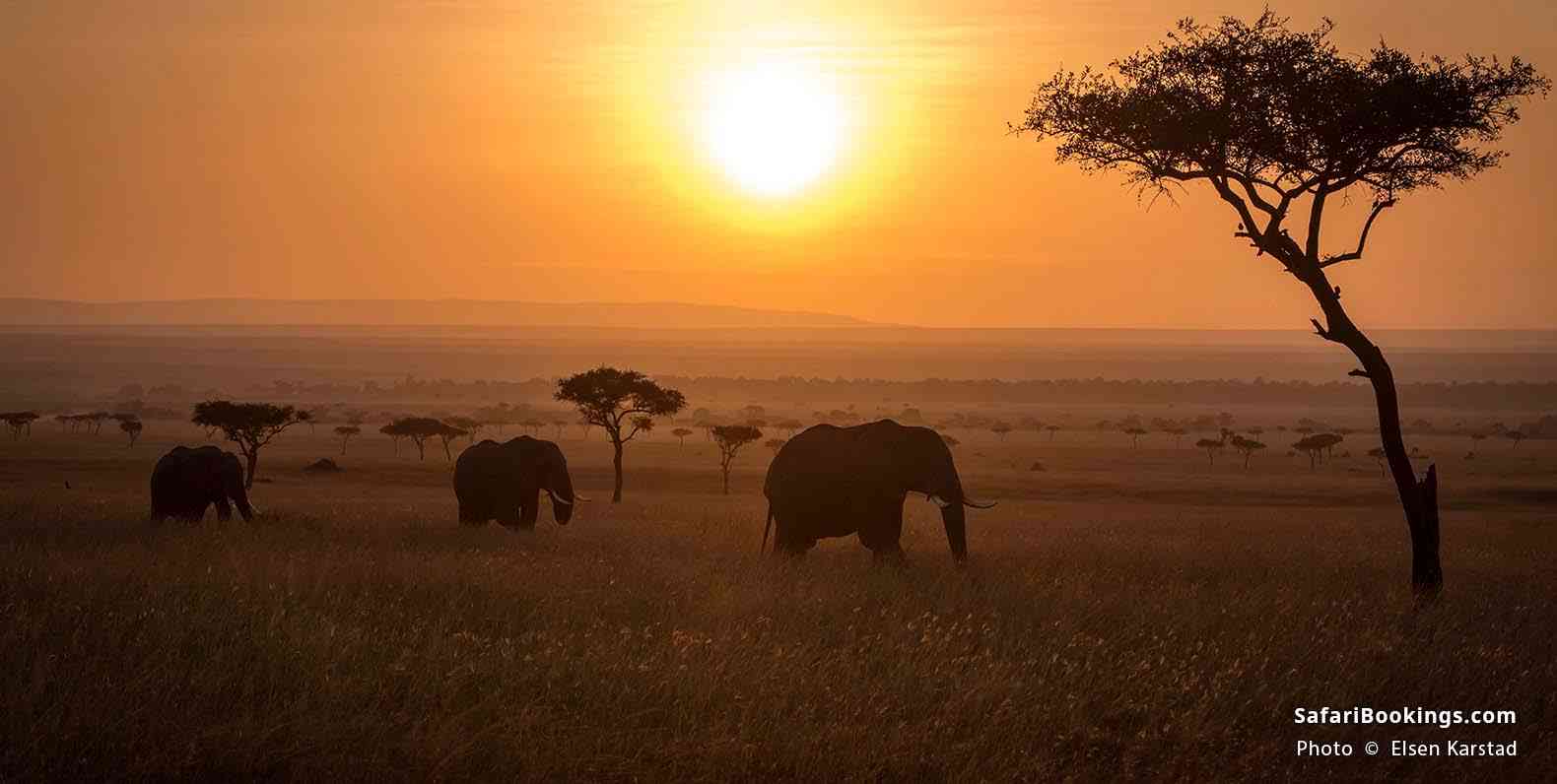 Elephants crossing the plains at sunset at Masai Mara Game Reserve
