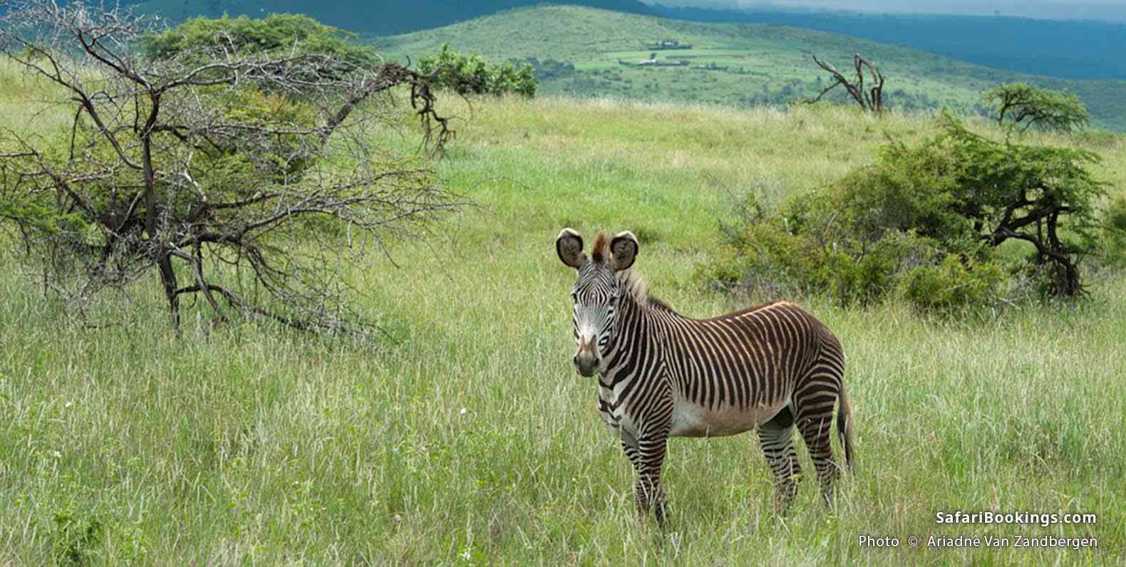 Grevy's Zebra at Laikipia Plateau in Kenya