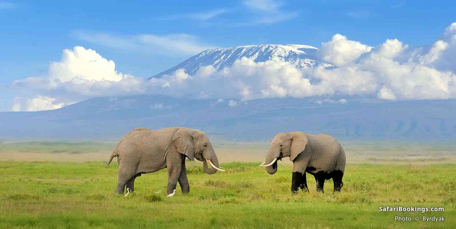 Elephants in front of Mount Kilimanjaro