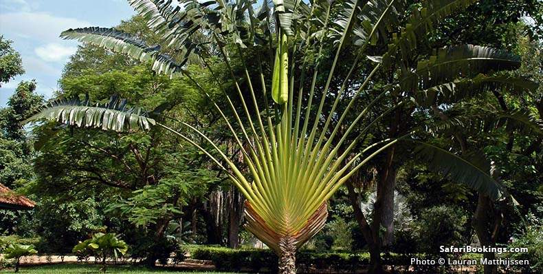 Dar es Salaam botanical gardens