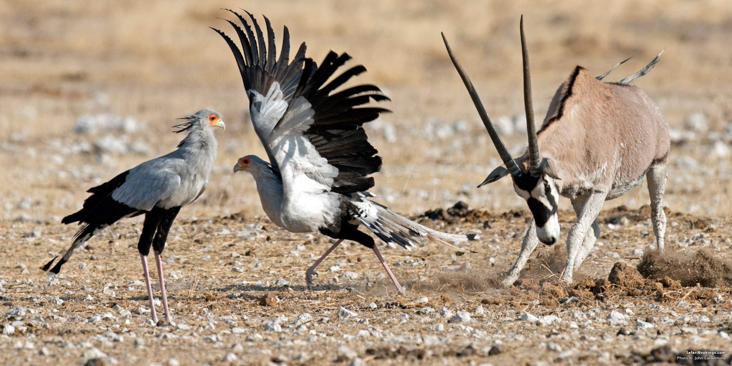 5 Fascinating Facts About the Secretary Bird (Sagitarius Serpentarius)