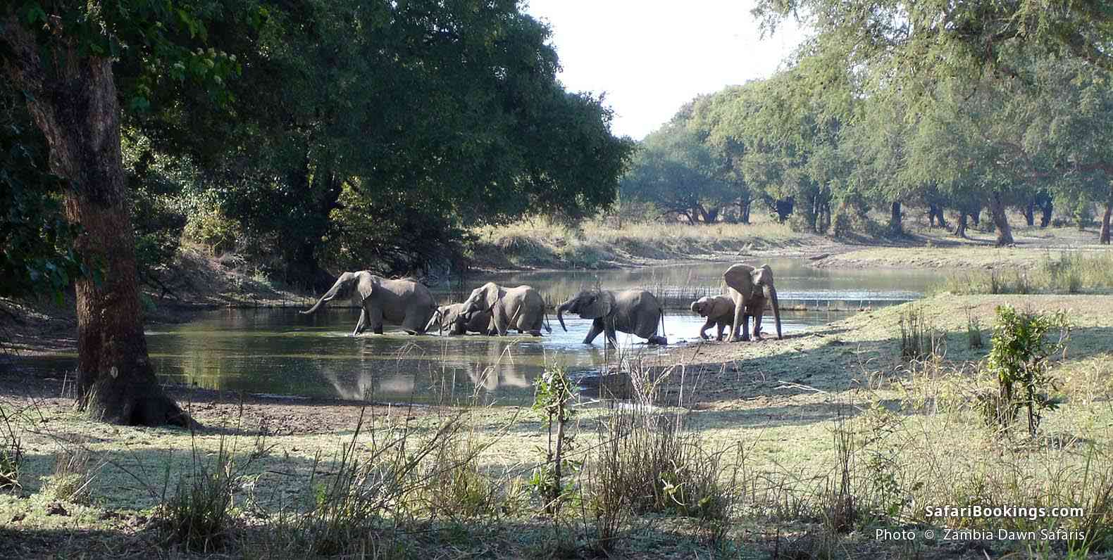 Elephants crossing a lagoon