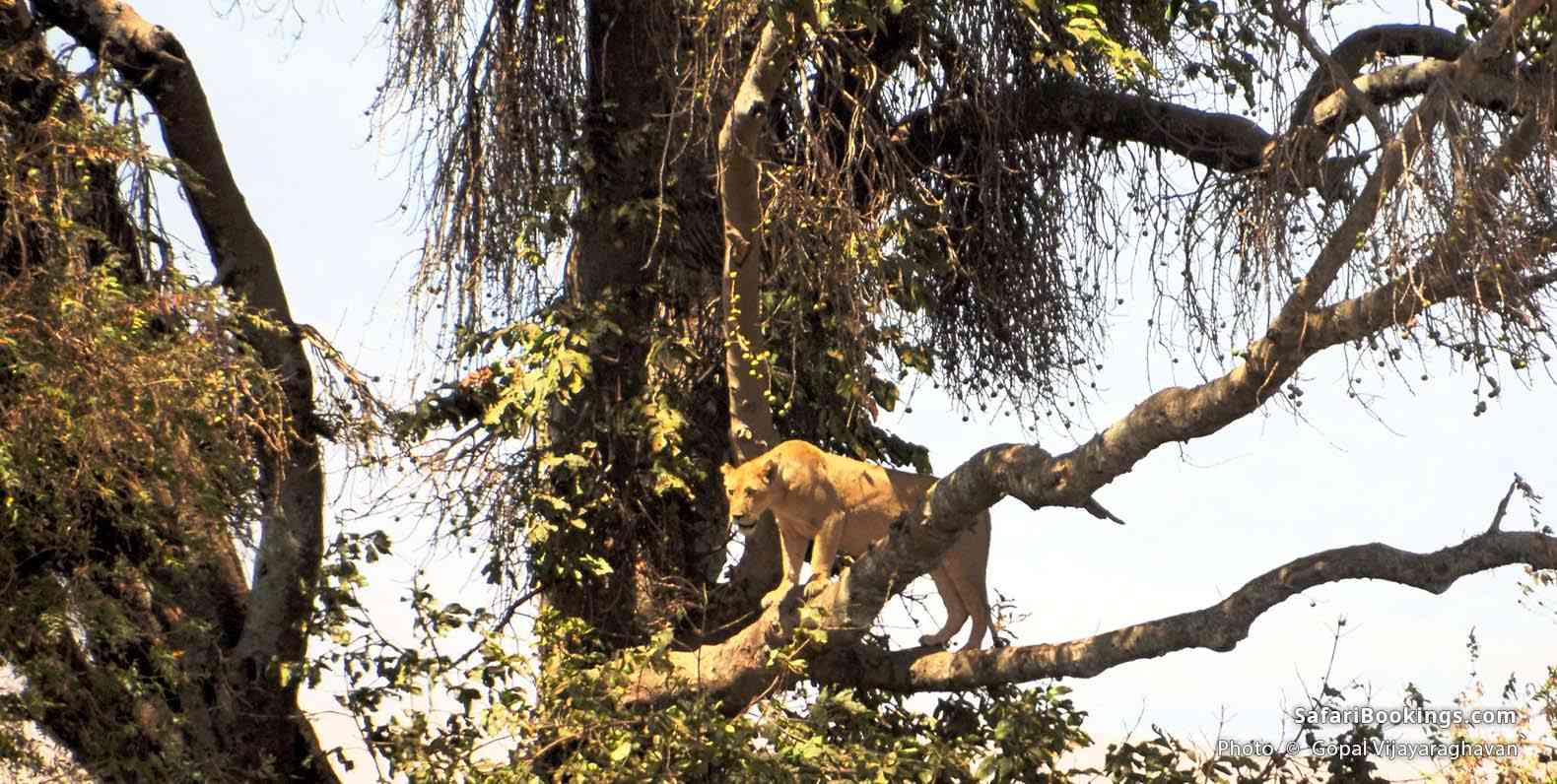 Is that a lion on a tree?