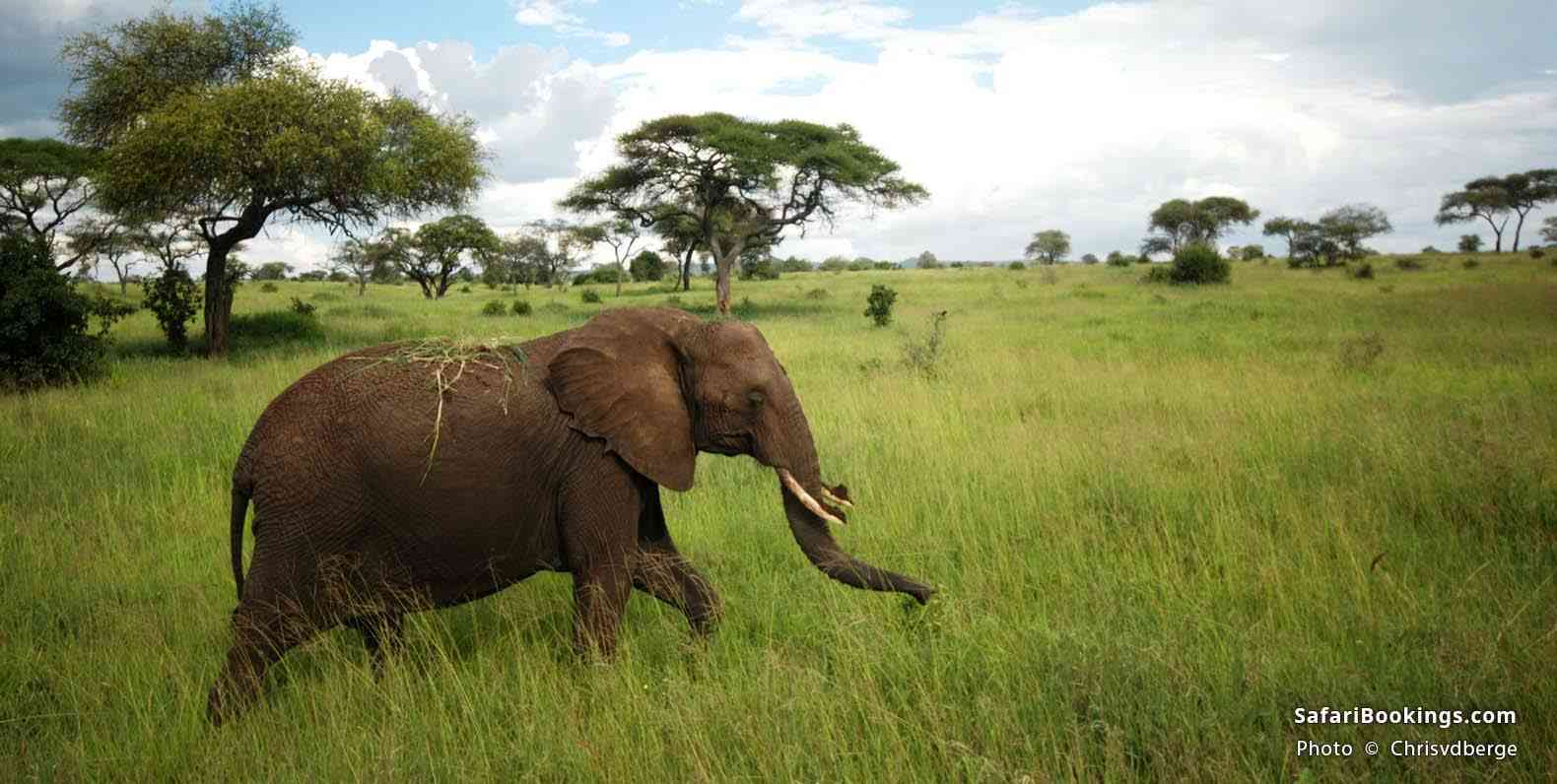 Elephant walking at Tarangire National Park