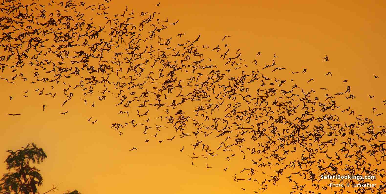 Bat colony in the sky at dusk