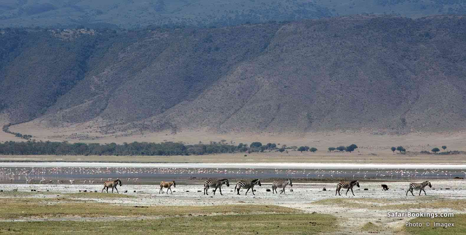 Zebra's walking at Ngorongoro Crater