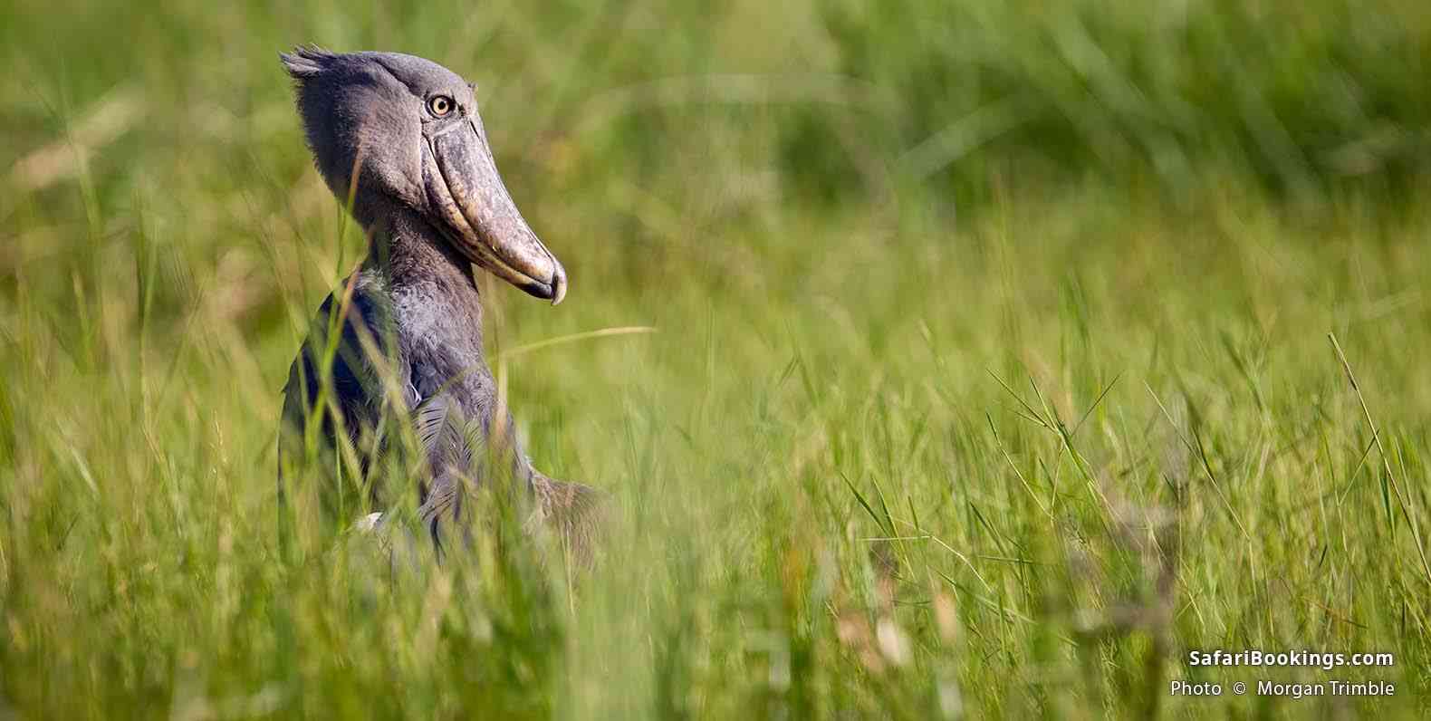 Shoebill in the long grass