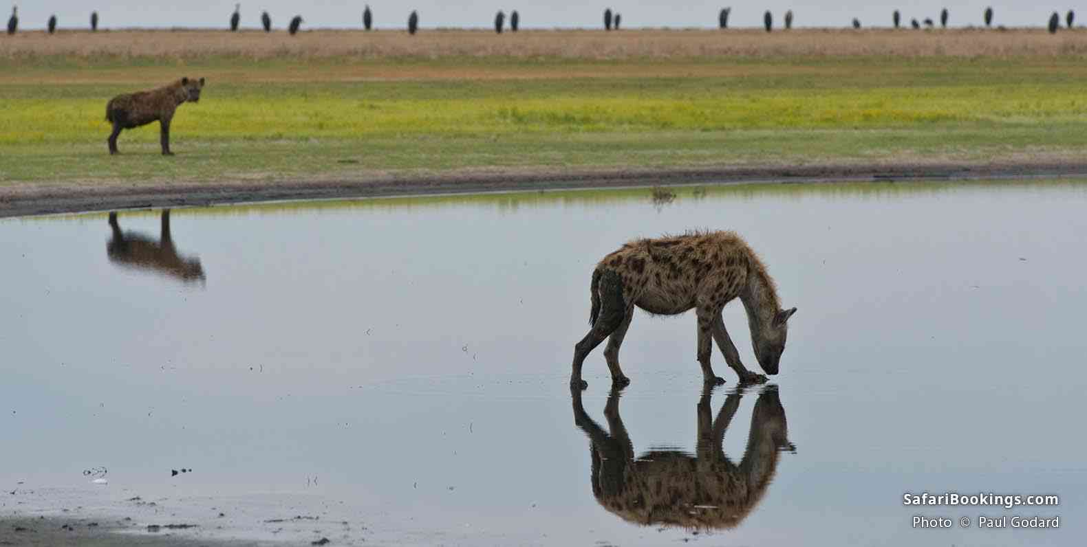 Hyena in a waterhole