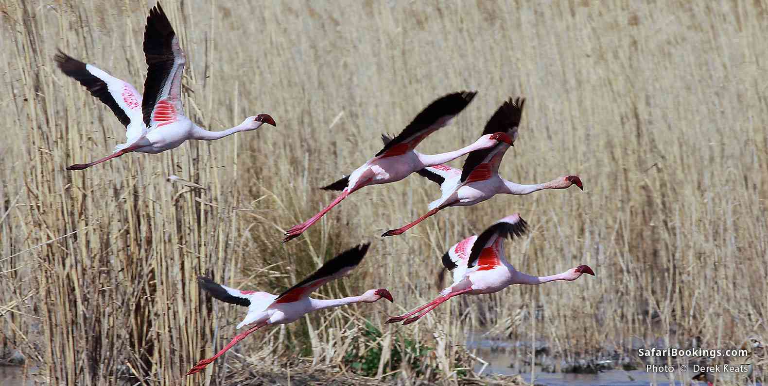 Lesser flamingo at Marievale Nature Reserve, Gauteng, South Africa