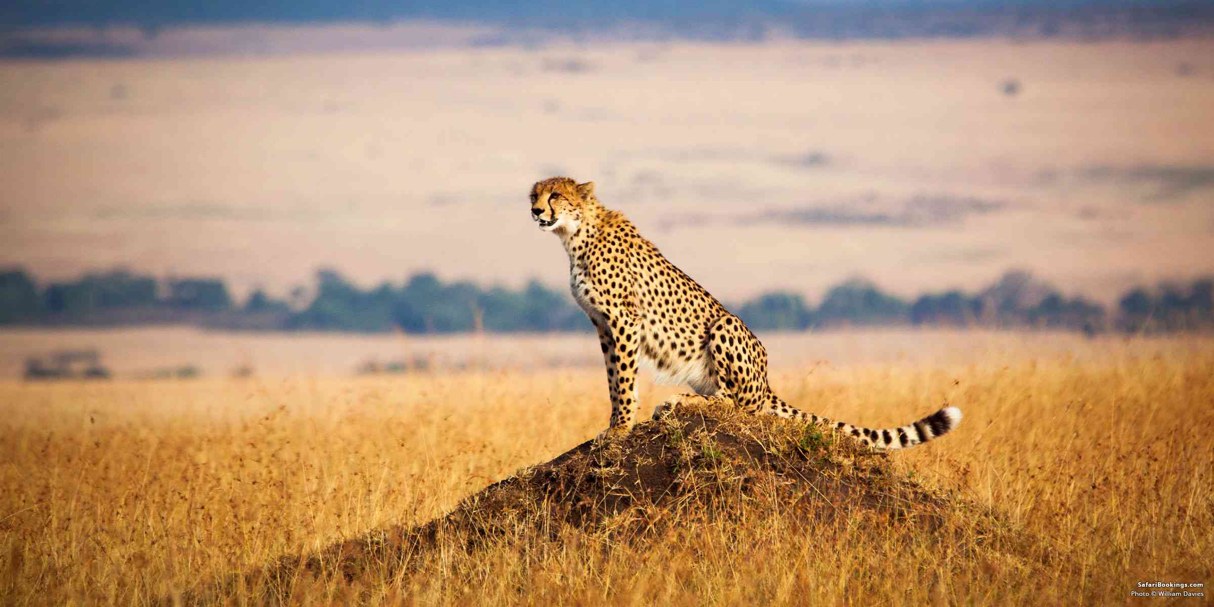 10 Things to Avoid on Safari