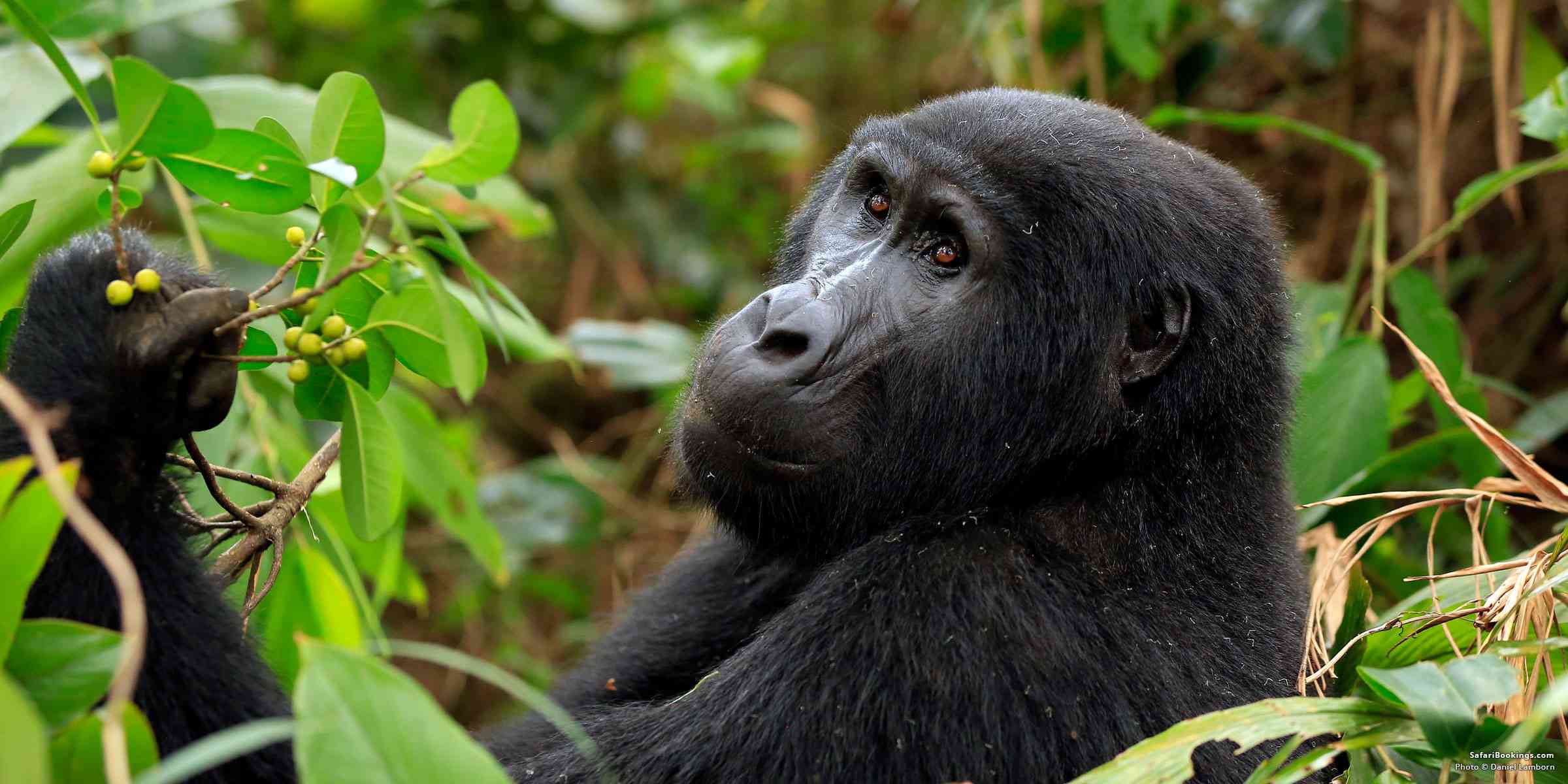 Gorilla Trekking: Uganda Versus Rwanda, Which Is Better?