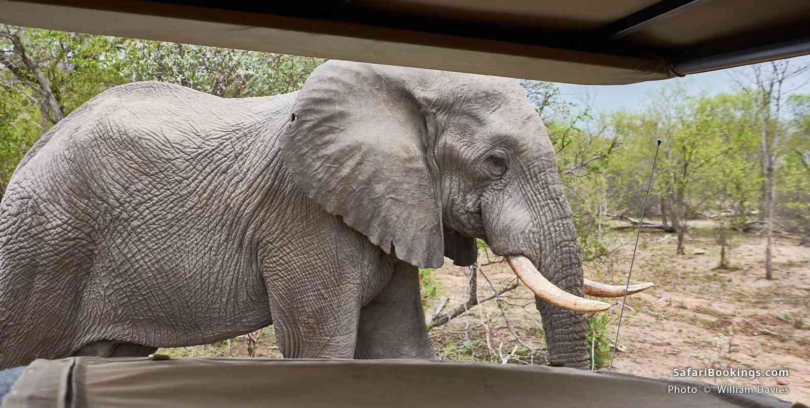 Elephant next to a safari vehicle