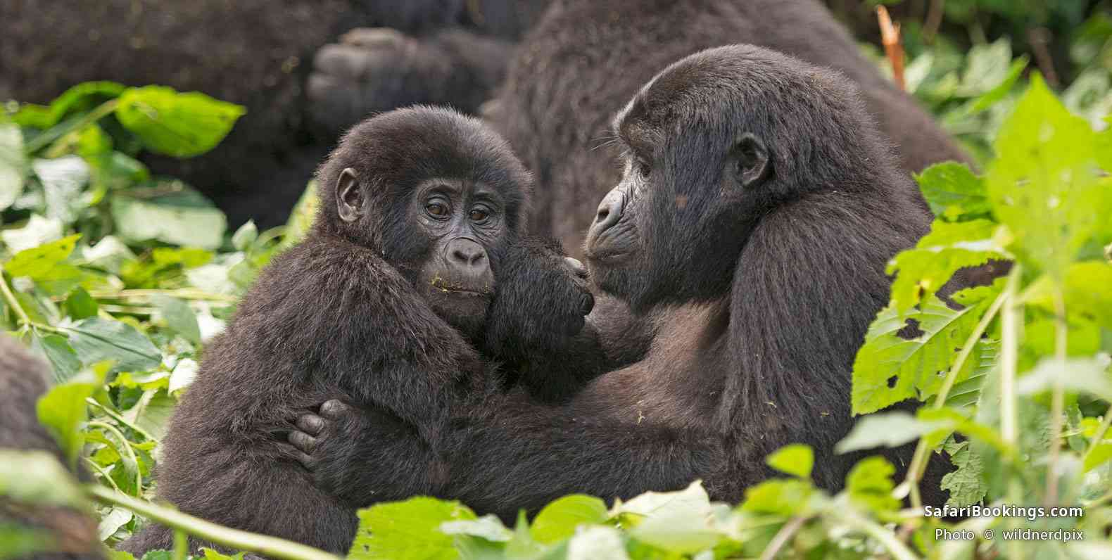 Mountain gorilla mother and young