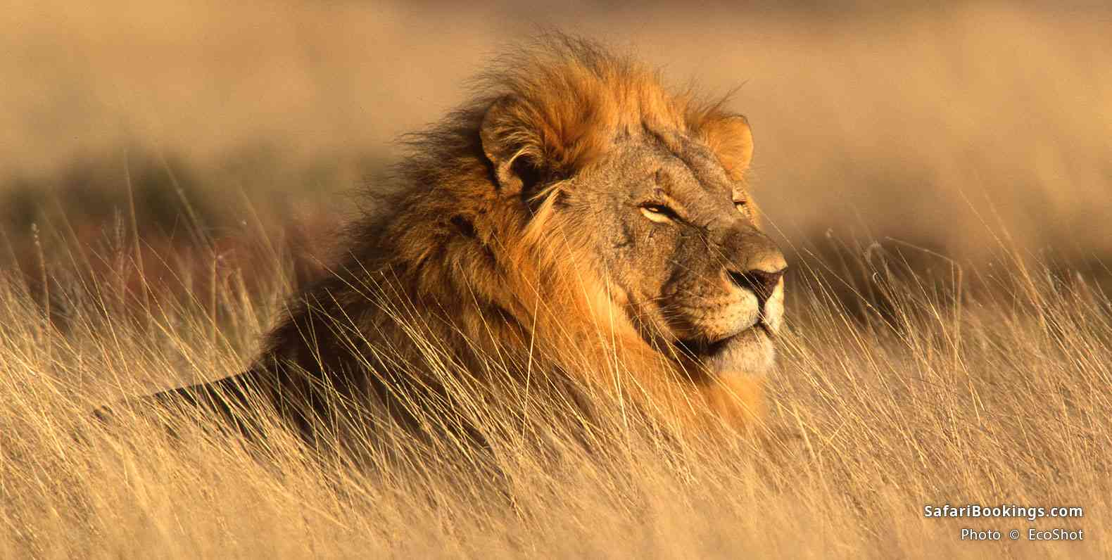 Big male lion in grass
