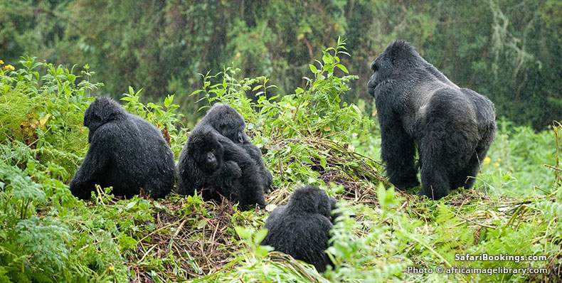 Mountain gorilla family with silverback