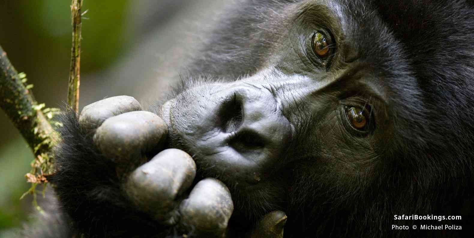 Mountain gorilla in thought