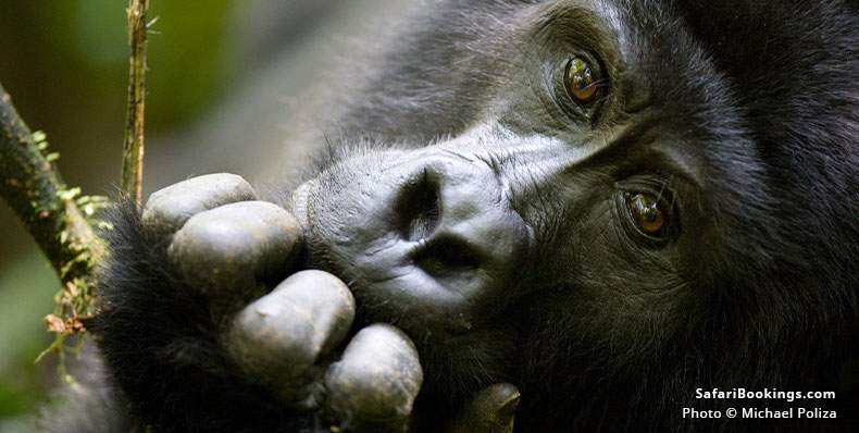 Mountain gorilla in thought