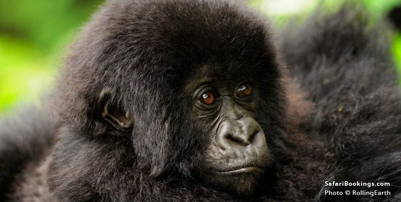Baby mountain gorilla with mother
