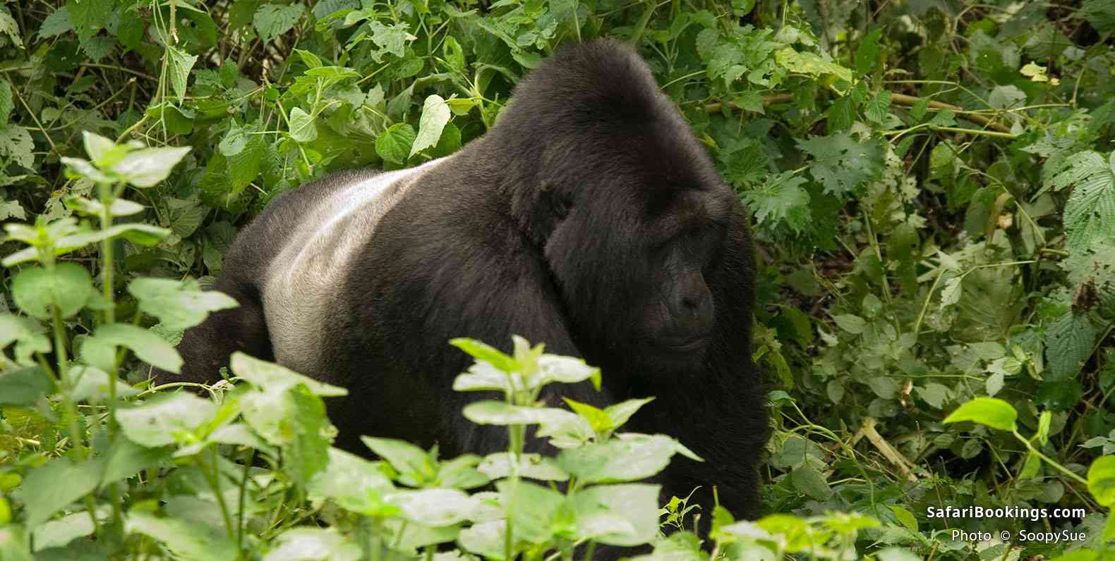 Adult male silverback gorilla