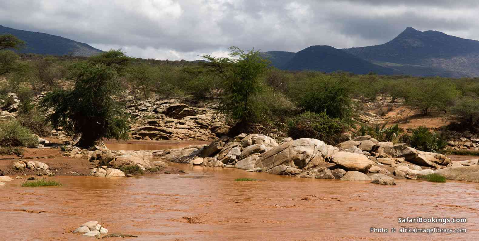 Nile crocodile on the Ewaso Ngiro River