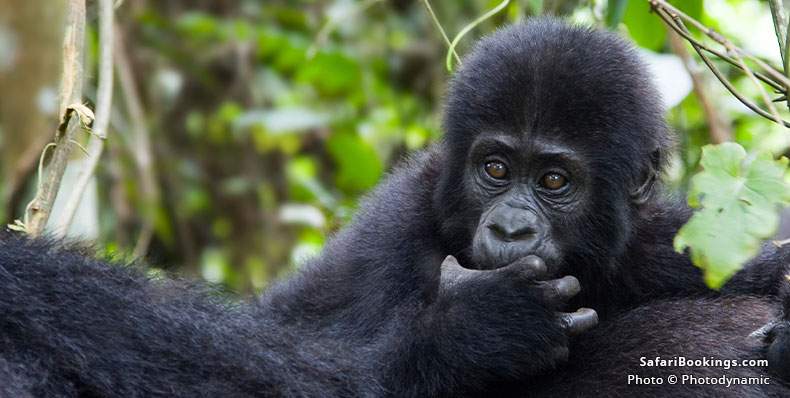 Shy young mountain gorilla with hand in mouth