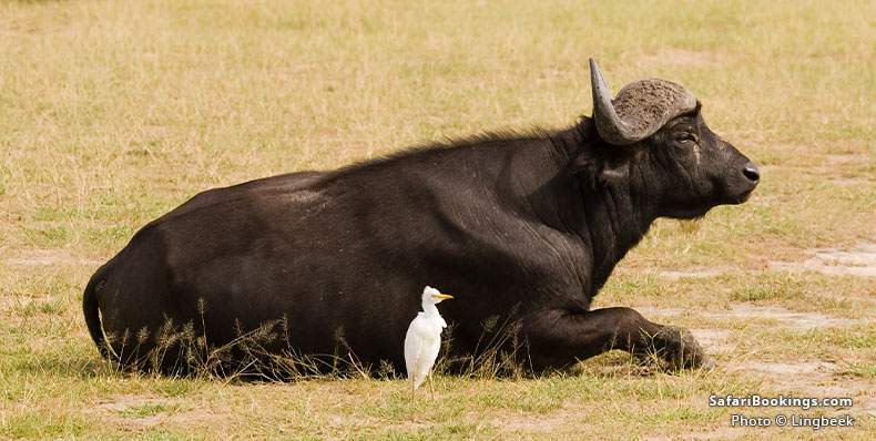 Buffalo in Murchison Falls NP