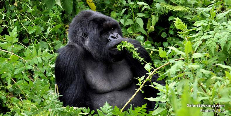 Silverback gorilla eating