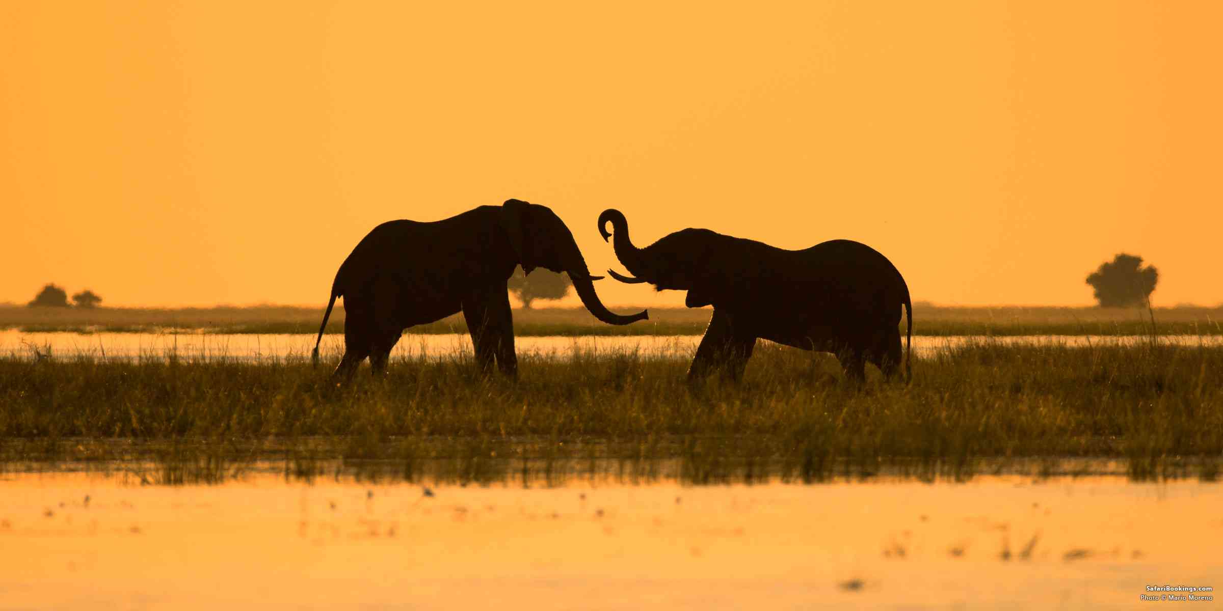 Top 10 Reasons to Go on Safari
